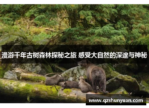漫游千年古树森林探秘之旅 感受大自然的深邃与神秘